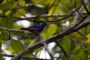 Amazonas06 - 465 * Opal-rumped Tanager.